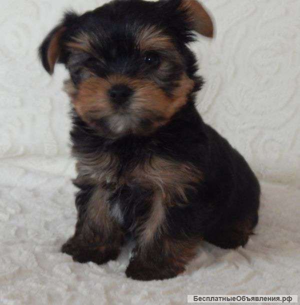 Щенки йоркширского терьера