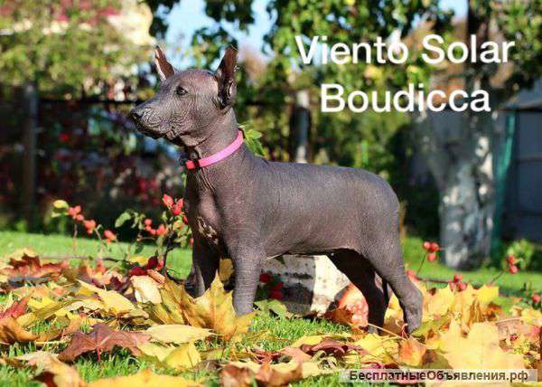 Перспективная девочка мексиканской голой собаки (ксолоитцкуинтли)