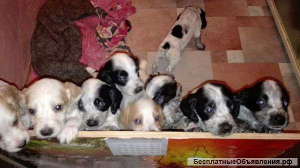 Щенки 2 мес