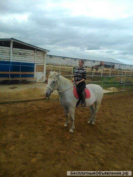 Прокат лошадей