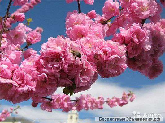 Цветы для вашего сада и дома большой ассортимент