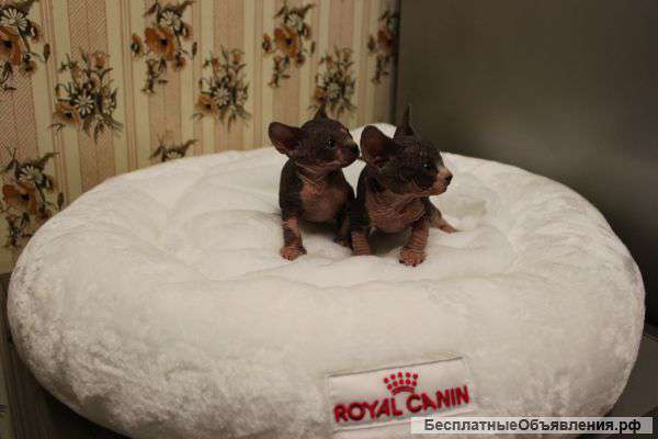 Милые котята канадского сфинкса