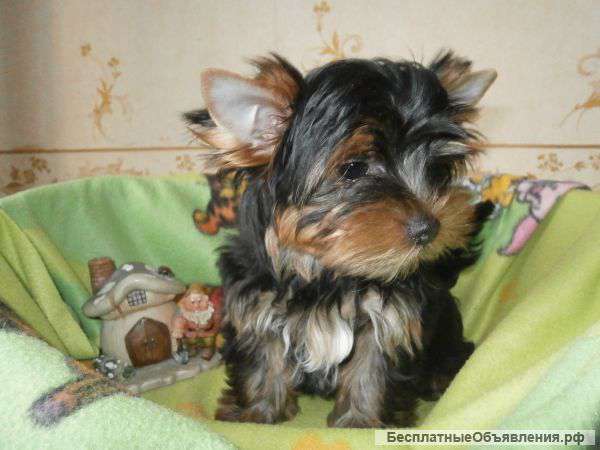 Малыши Йоркширского терьера