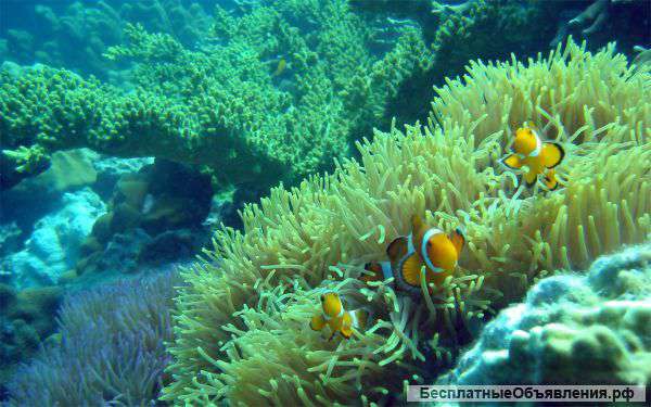 Египет, Шарм, Sharm Cliff Resort 19/10 на 4 ночи