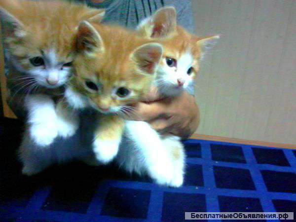 Котята