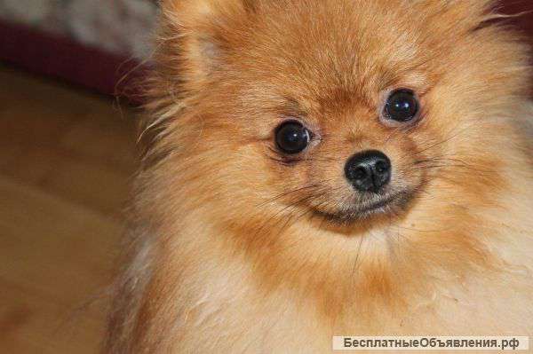 Продадим щенков шпица