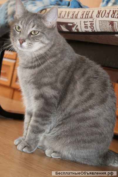 Очаровательная кошка Соня в дар