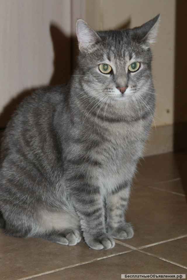 Очаровательная кошка Соня в дар