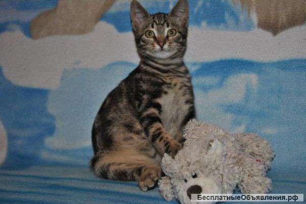 Чудесный малыш в хорошие руки Очень ласковый и добрый