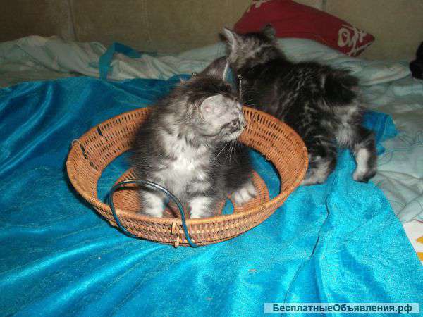 Котята курильского бобтейла