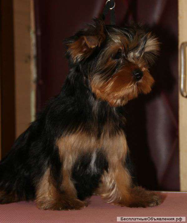 Щенки йоркширского терьера с документами РКФ