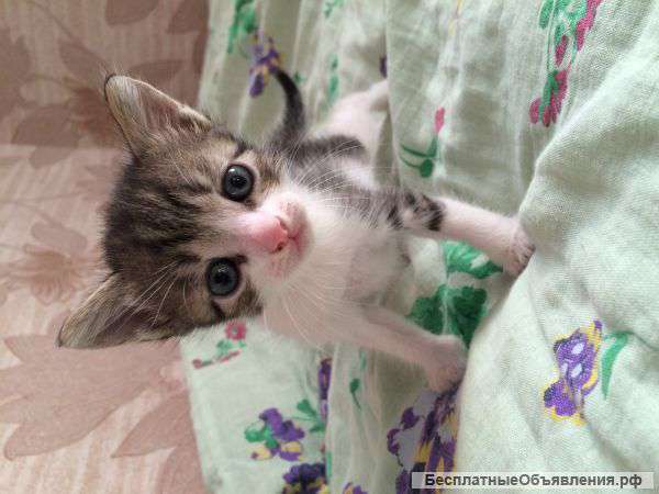 Отдам в добрые руки милых крошек