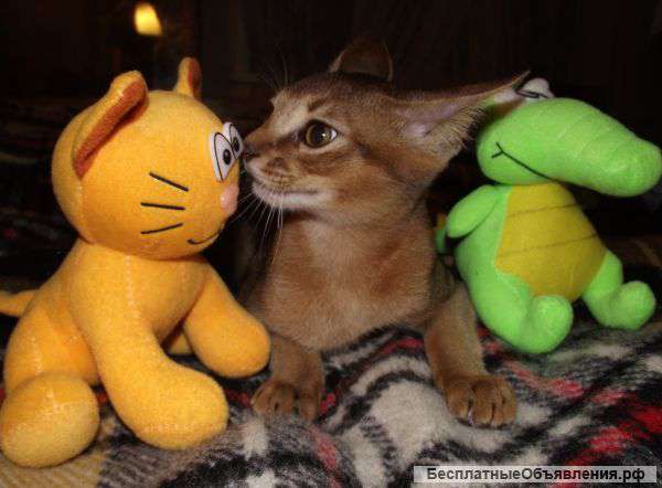 Котенок абессинской породы