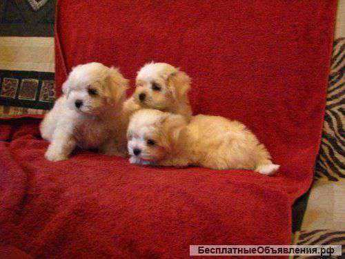 Девочки и мальчики мальтезе