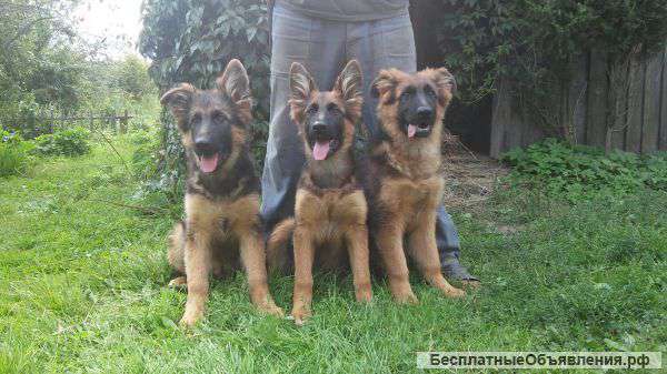 Элитные щенки немецкой овчарки