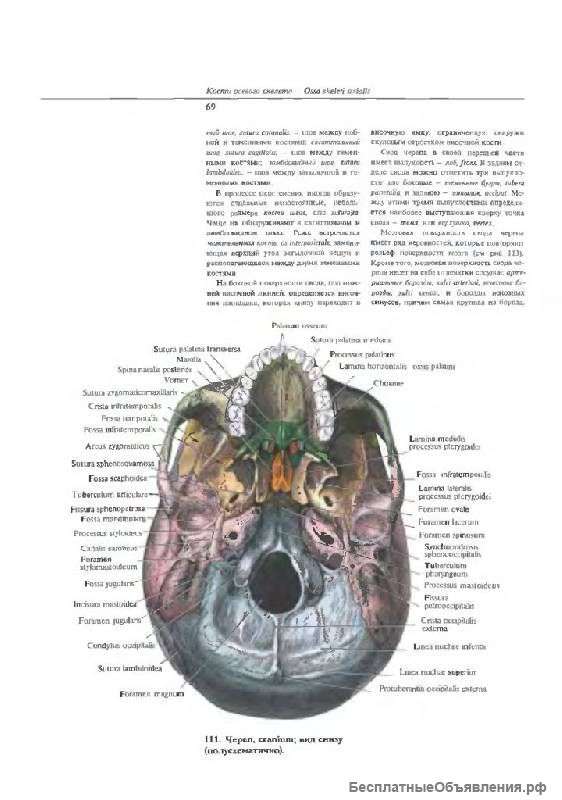 Атлас синельникова
