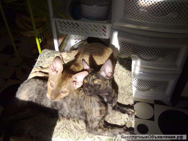 Котяток кониш-рекс