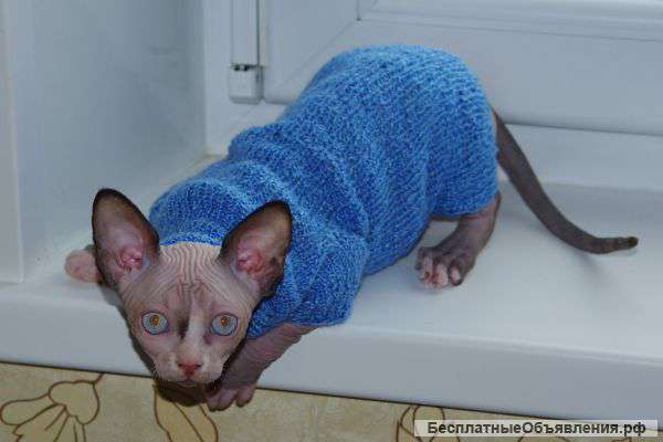 Канадский сфинкс. Две девочки и один мальчик