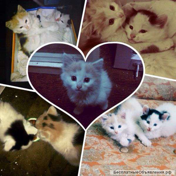 В добрые руки