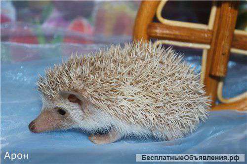 Карликовые африканские ежики