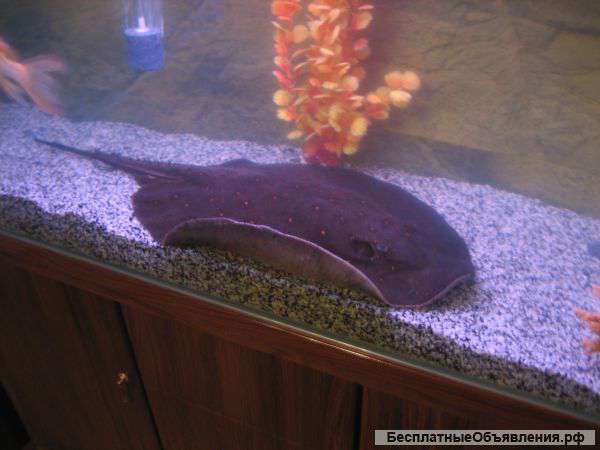 Производитель моторик 39-40см