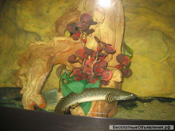 Красивые хищники