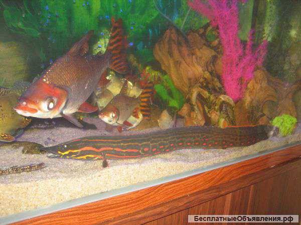 Местацембелы