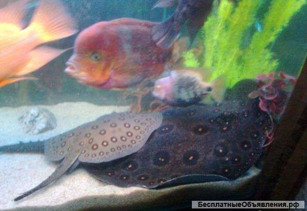 Моторики от 25 до 40см (продажа, обмен)