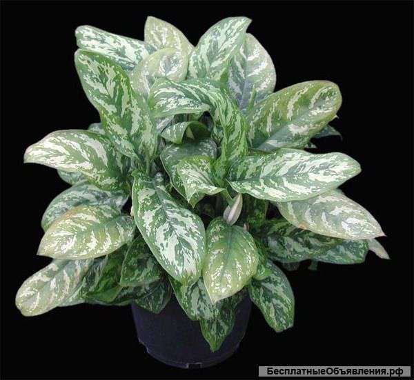 Растения ,горшки,дренаж