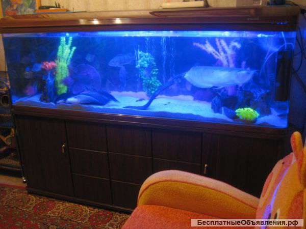 Живой мир дома