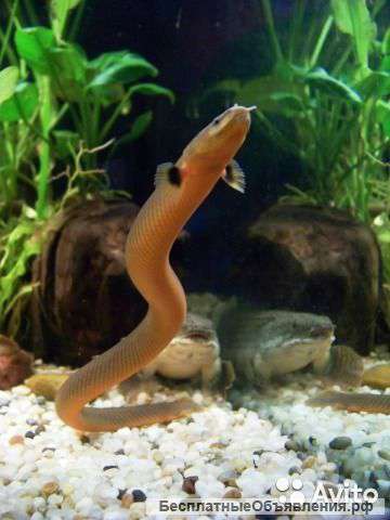 Каламоихты