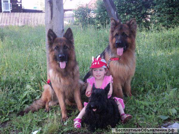 Щенки немецкой длинношерстной овчарки