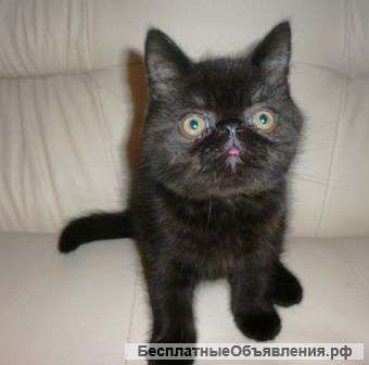 Экзотические и персидские котята
