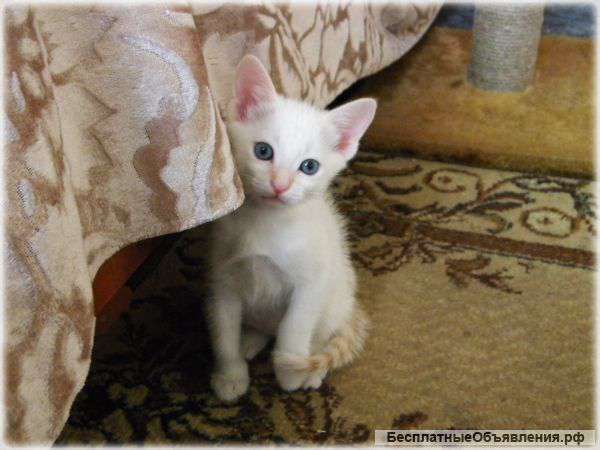 Тайский котёнок