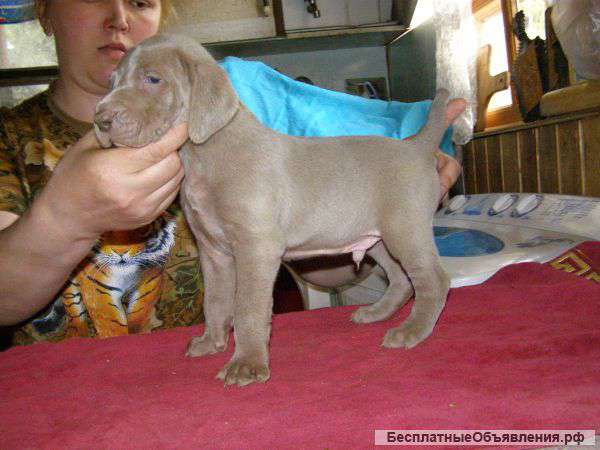 Щенки веймаранера