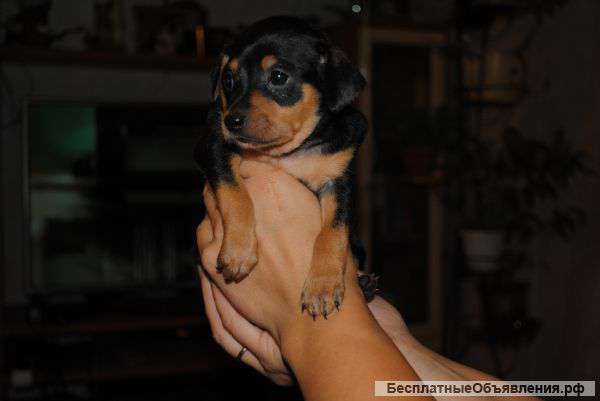 Щенки карликового пинчера