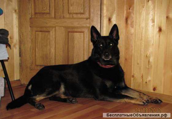 Щенки немецкой овчарки рабочих линий