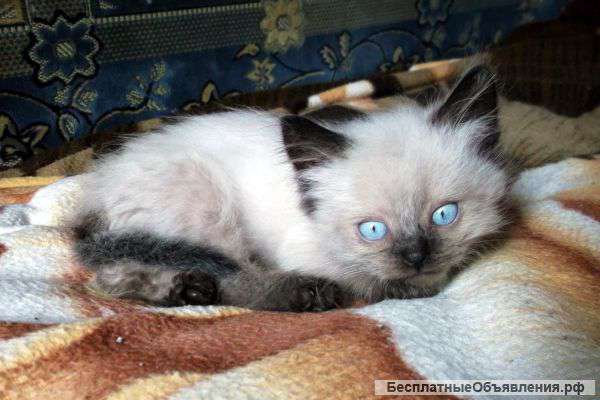 Ищу котенка невской маскарадной