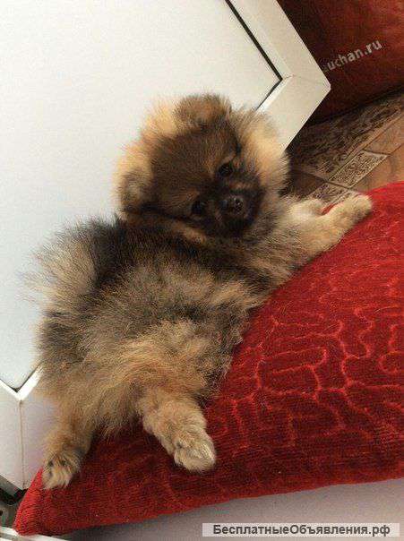 Щенки померанского шпица