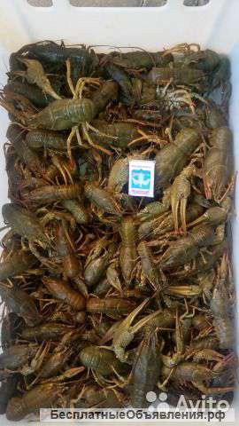 Раки Сальские