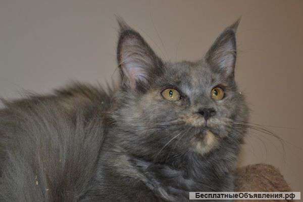 Котята породы Мейн Кун