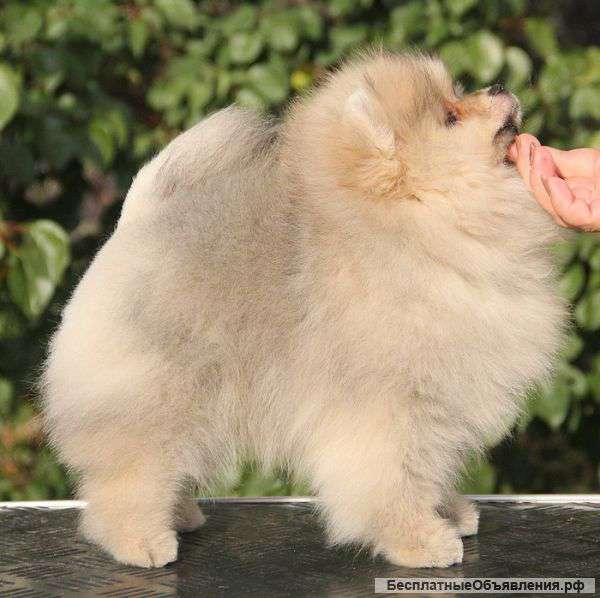 Щенки померанского шпица, мальчики