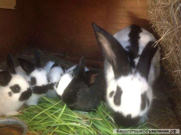 Немецкий пестрый великан