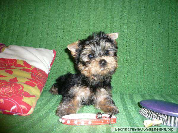 Щенки йорка продаю