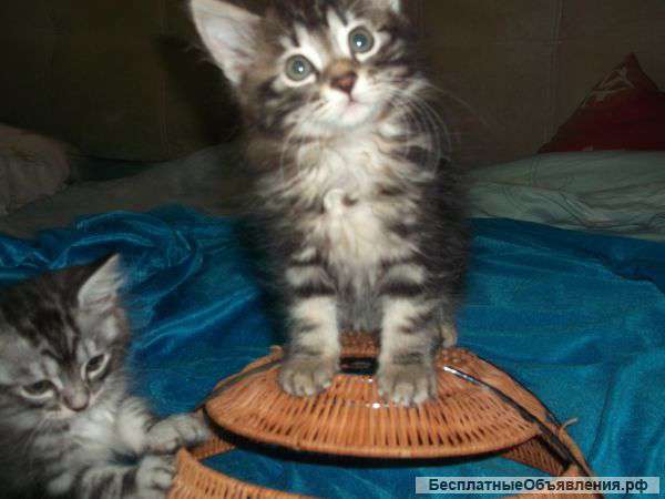 Курильские бобтейлы