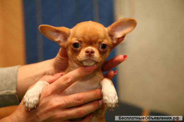К продаже щенки чихуахуа д-ш и г-ш разного возраста