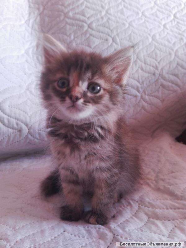 Кошечка 1,5 мес