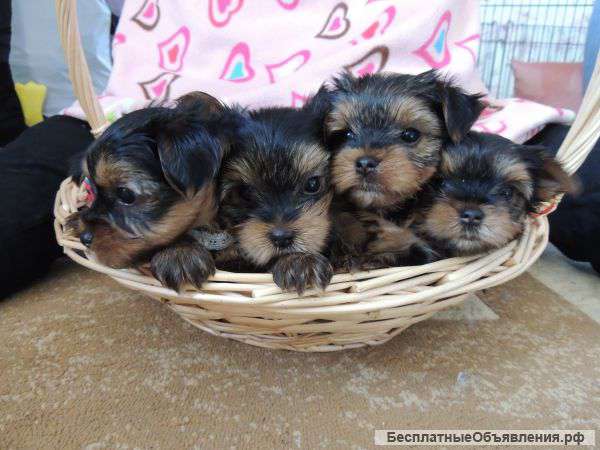 Щенков йоркширского терьера