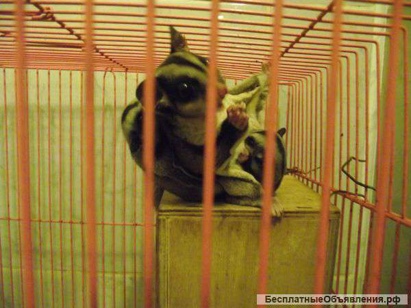 Сахарный поссум