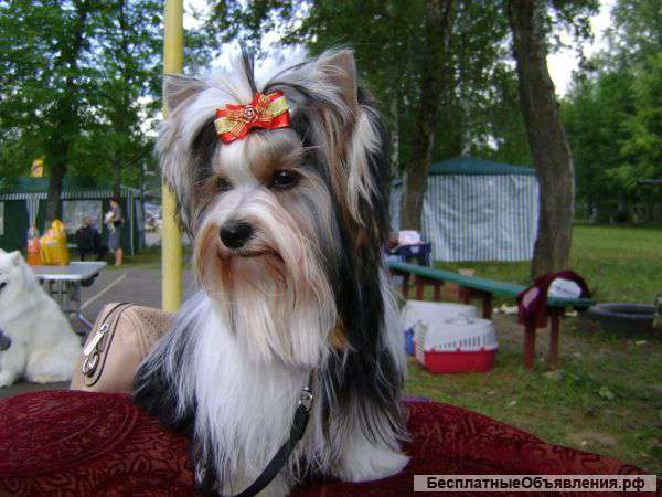 Милейшие Бивер Йорочки